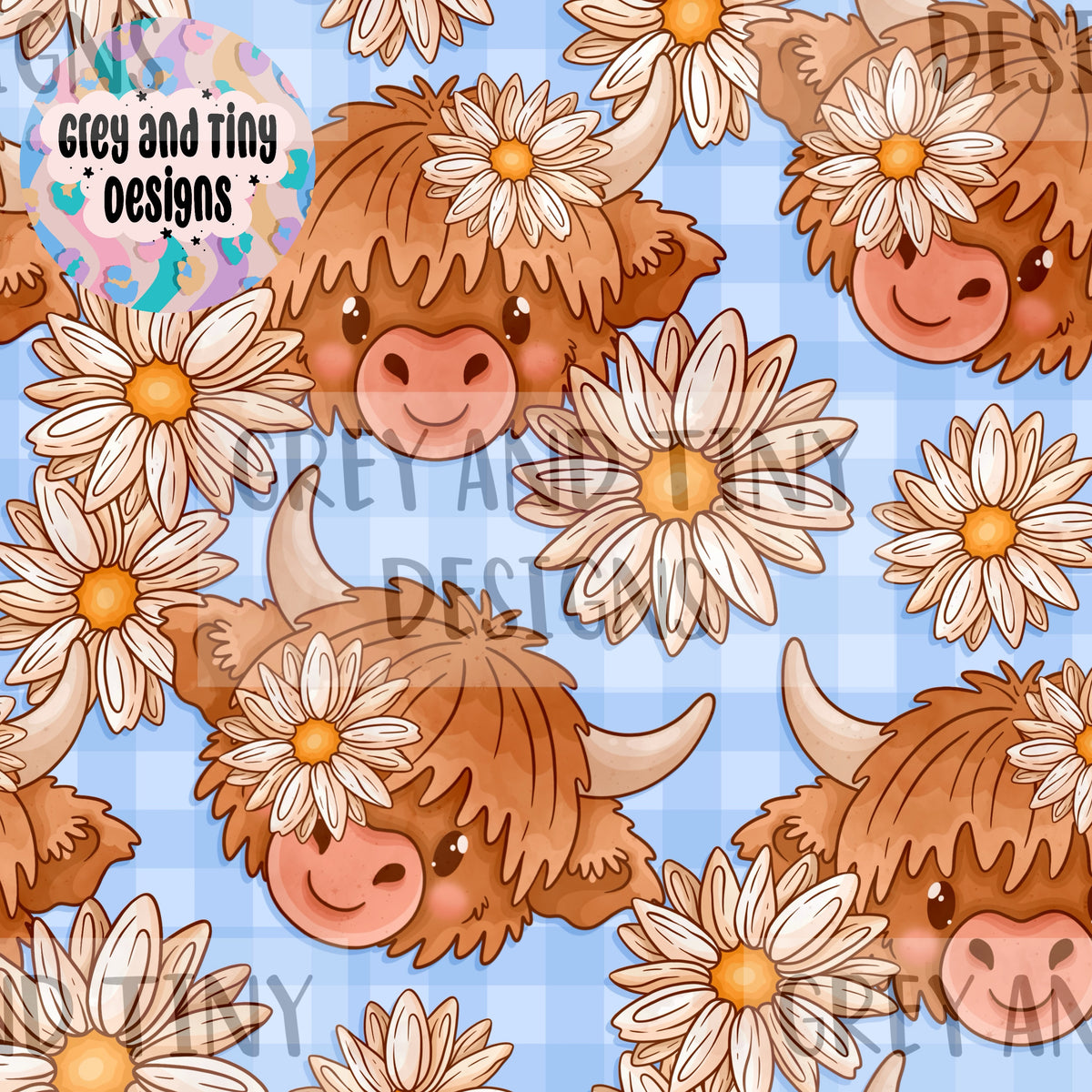 Daisy highland cow