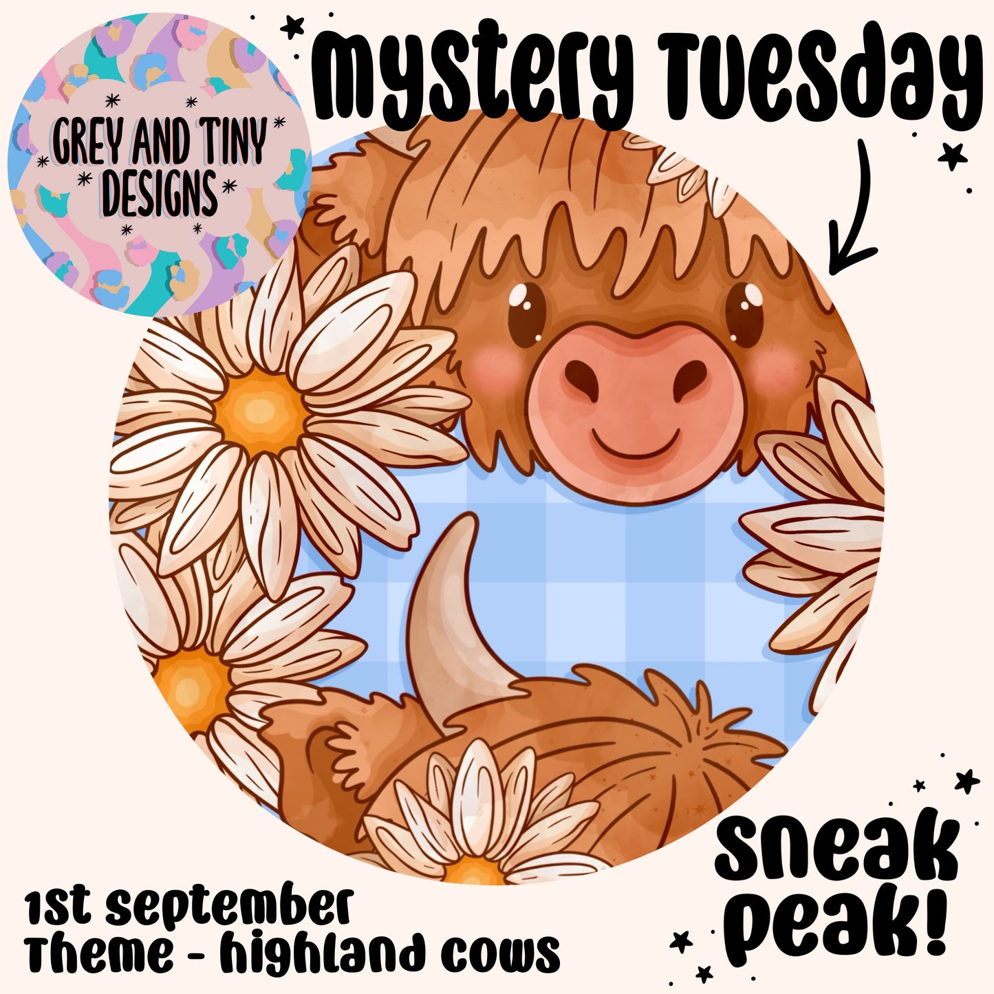 Highland daisy bundle